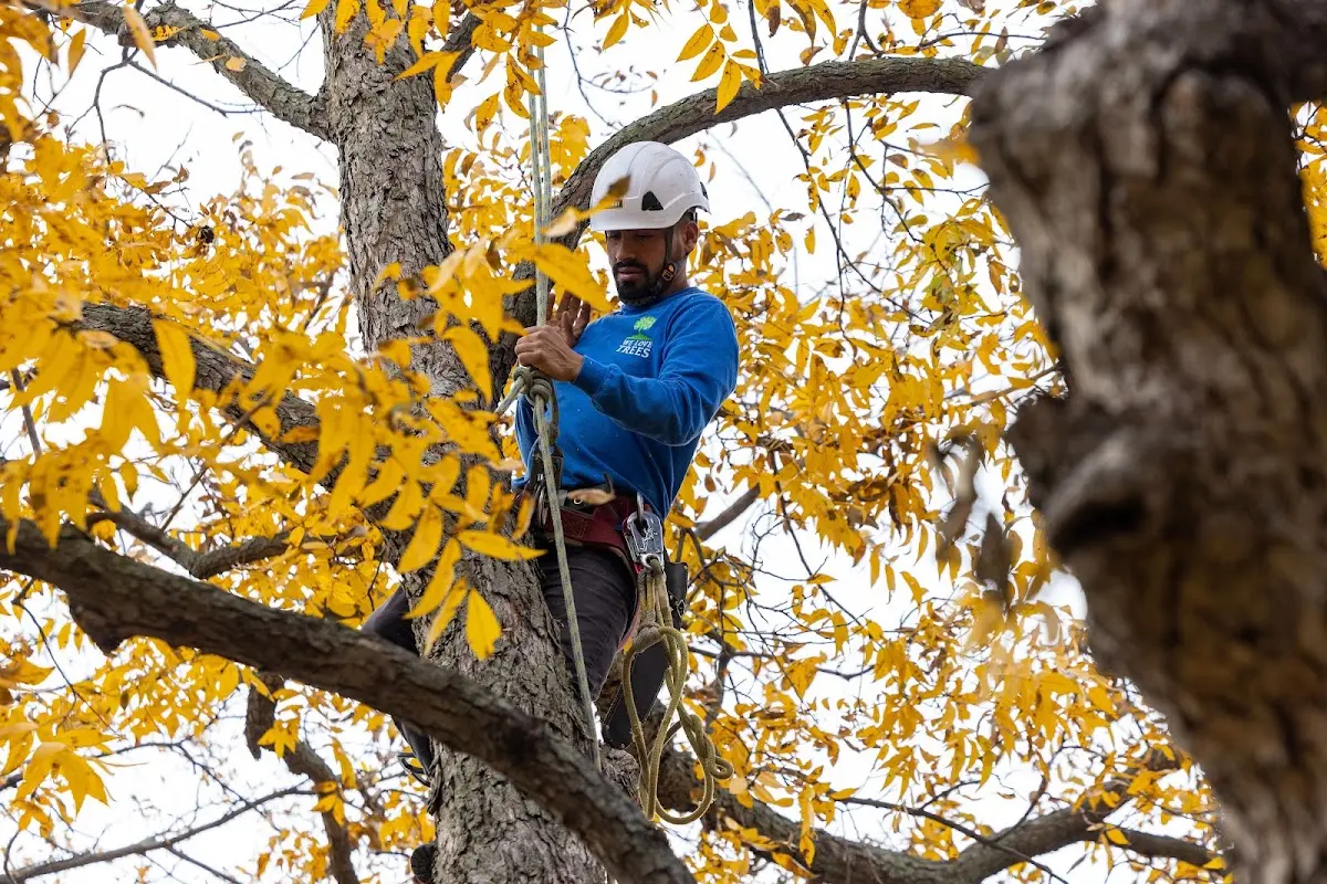 Skilled Storm Damage Cleanup crew working in Ivoryton