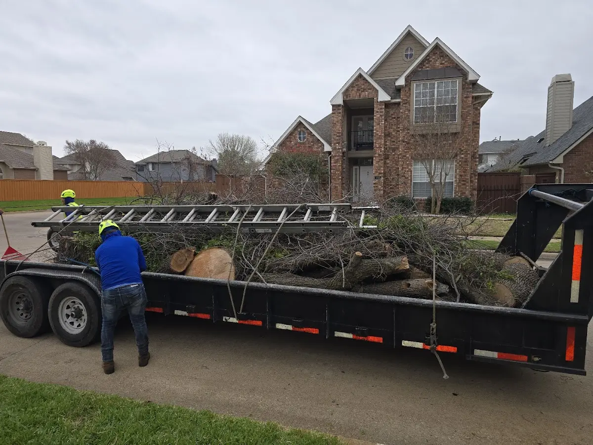 Expert Tree Pest Control with proper safety equipment in Ivoryton